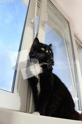 Image of black cat sits on the window-sill 