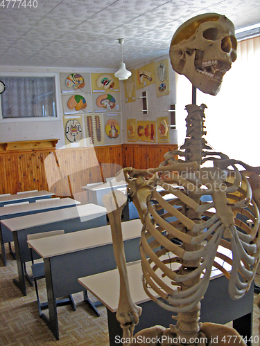 Image of skeleton in the class of anatomy