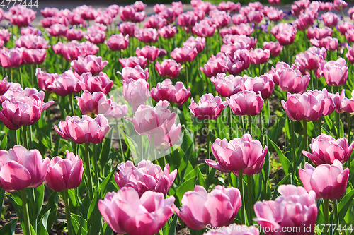 Image of lilac tulips on the flower-bed