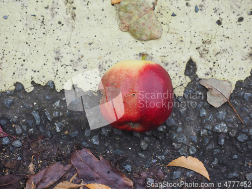 Image of Red apple fruit