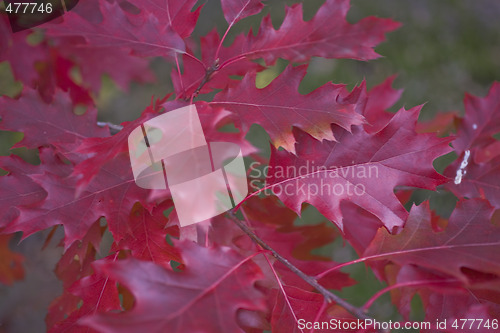 Image of fall
