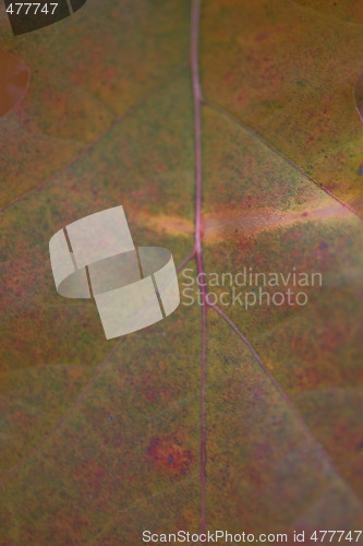 Image of fall