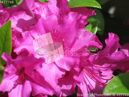 Image of magenta rhododendron bush in bloom