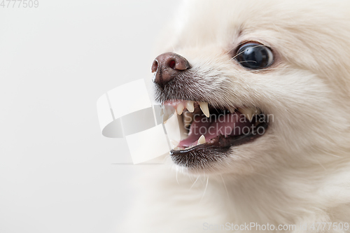 Image of White Pomeranian barking