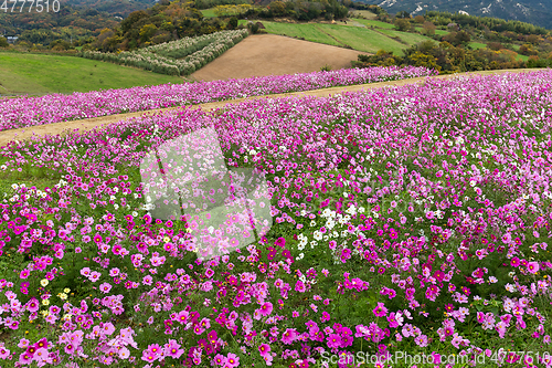 Image of Cosmos flower field