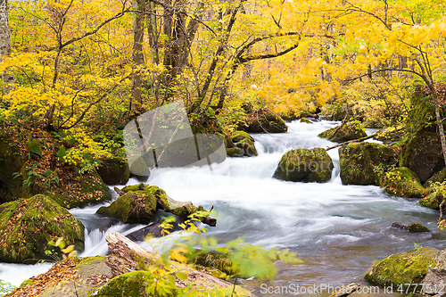Image of Oirase Stream in autumn