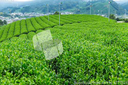 Image of Green Tea field