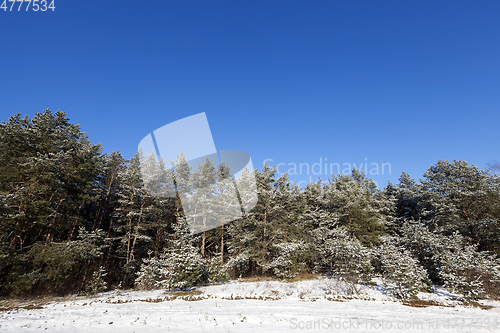 Image of Forest in winter