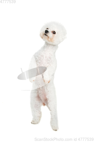 Image of beautiful bichon frisee dog