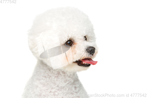 Image of beautiful bichon frisee dog