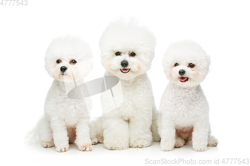 Image of beautiful bichon frisee dogs