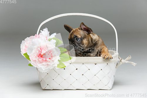 Image of cute french bulldog puppy in basket