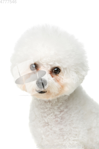 Image of beautiful bichon frisee dog