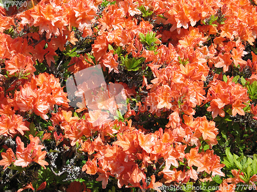 Image of orange rhododendron bush in bloom