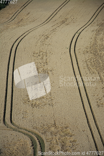 Image of Grainfield near Laboe, Germany