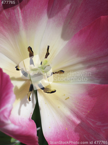 Image of purple and white close-up tulip