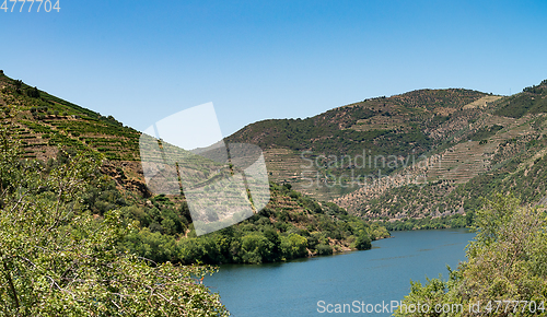 Image of Point of view shot of terraced vineyards in Douro Valley