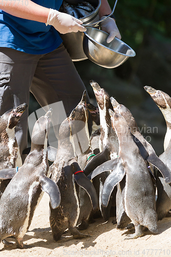 Image of Pinguin is being fed