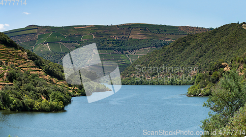 Image of Point of view shot of terraced vineyards in Douro Valley