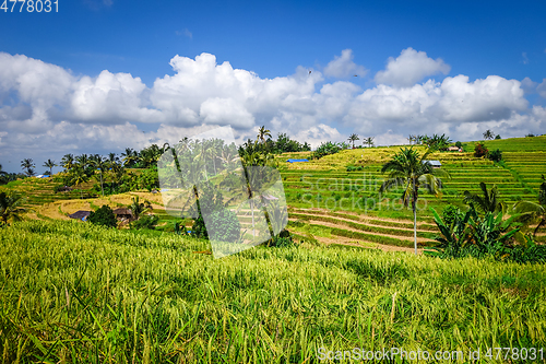 Image of Jatiluwih paddy field rice terraces, Bali, Indonesia