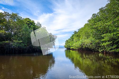 Image of Mangrove in Nusa Lembongan island, Bali, Indonesia