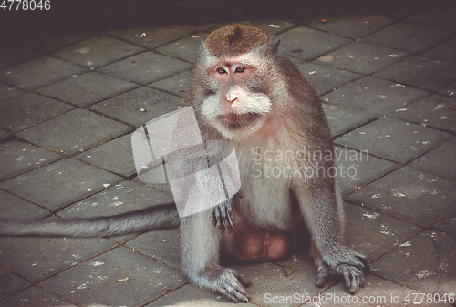 Image of Monkey in the Monkey Forest, Ubud, Bali, Indonesia