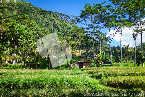 Image of Green paddy fields, Sidemen, Bali, Indonesia