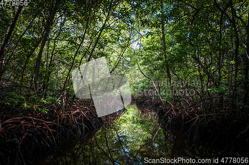 Image of Mangrove in Nusa Lembongan island, Bali, Indonesia