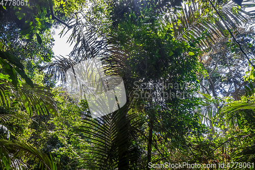 Image of Jungle landscape Taman Negara national park, Malaysia