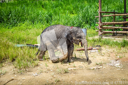 Image of Baby elephant in protected park, Chiang Mai, Thailand