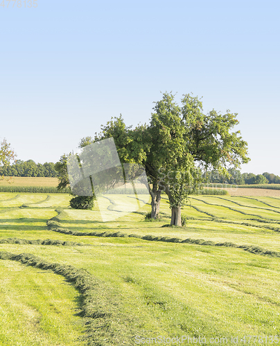 Image of meadow with fruit trees