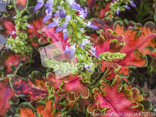 Image of colorful plant leaves