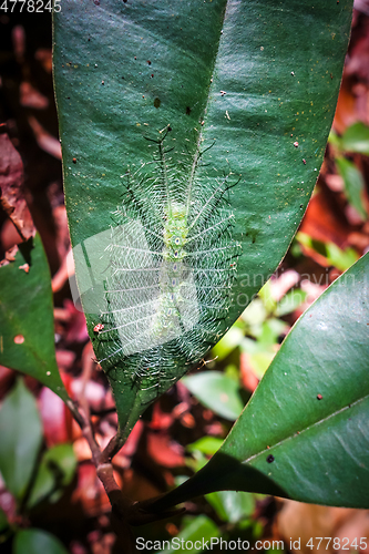 Image of Common Baron Caterpillar, Taman Negara national park, Malaysia