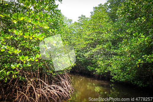 Image of Mangrove in Nusa Lembongan island, Bali, Indonesia