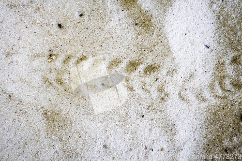 Image of Turtle baby footprints on a tropical beach