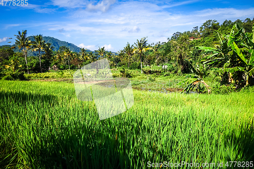 Image of Green paddy fields, Sidemen, Bali, Indonesia