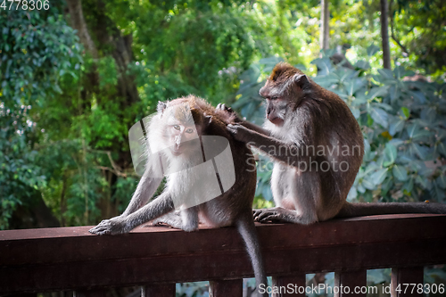 Image of Monkeys in the Monkey Forest, Ubud, Bali, Indonesia