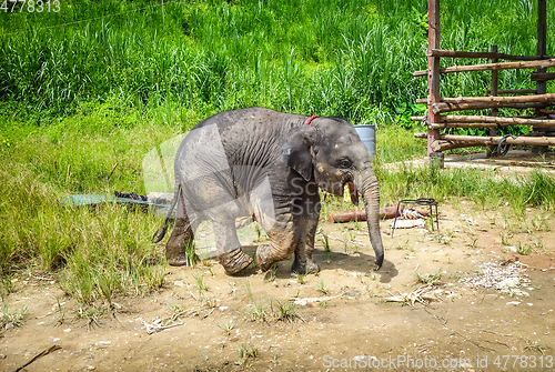 Image of Baby elephant in protected park, Chiang Mai, Thailand