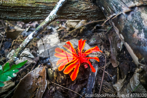 Image of Red flower, Taman Negara national park, Malaysia