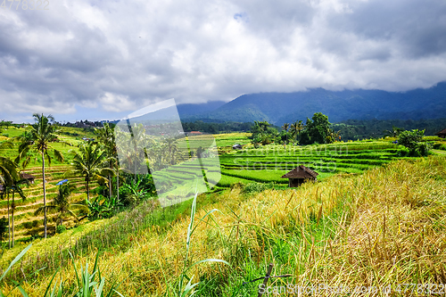 Image of Jatiluwih paddy field rice terraces, Bali, Indonesia