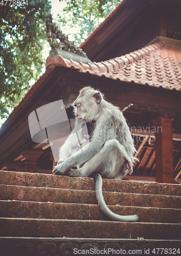 Image of Monkeys on a temple roof in the Monkey Forest, Ubud, Bali, Indon