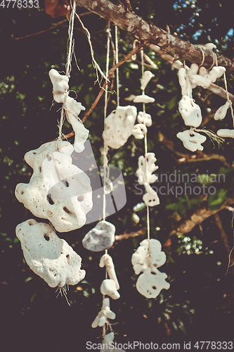 Image of Hanging coral, Perhentian Islands, Terengganu, Malaysia