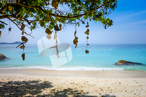 Image of Hanging coral on Turtle Beach, Perhentian Islands, Terengganu, M