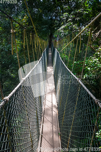 Image of Suspension bridge, Taman Negara national park, Malaysia