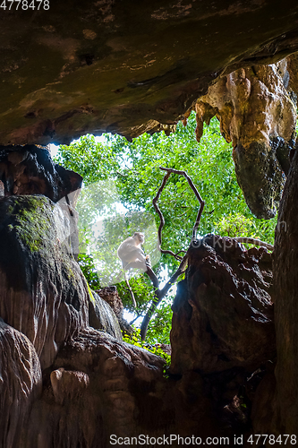 Image of Monkey in a cave, Wat Suwan Kuha, Thailand