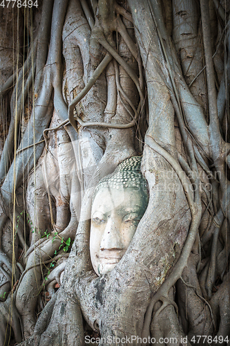 Image of Buddha Head in Tree Roots, Wat Mahathat, Ayutthaya, Thailand