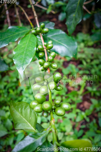 Image of Coffee bean close-up view, Chiang Mai, Thailand