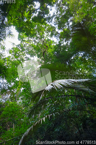 Image of jungle forest, Khao Sok, Thailand