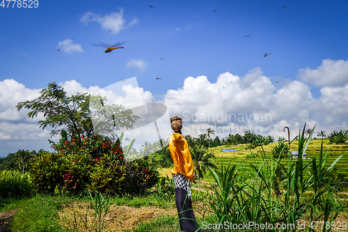 Image of Scarecrow in Jatiluwih paddy field rice terraces, Bali, Indonesi