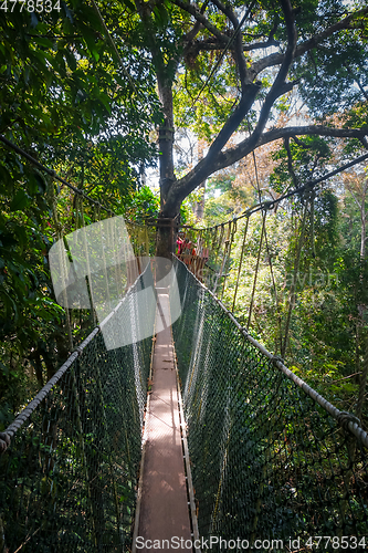 Image of Suspension bridge, Taman Negara national park, Malaysia